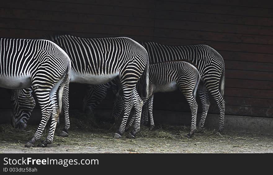 Zebras, feeding