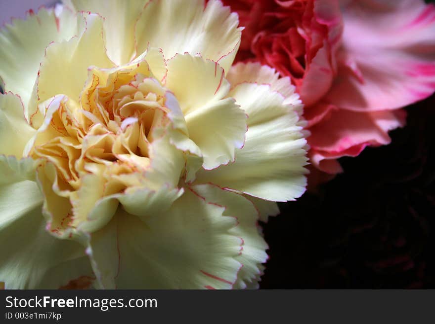 Close up of carnations with foreground carnation creamy coloured with pink edging. Close up of carnations with foreground carnation creamy coloured with pink edging