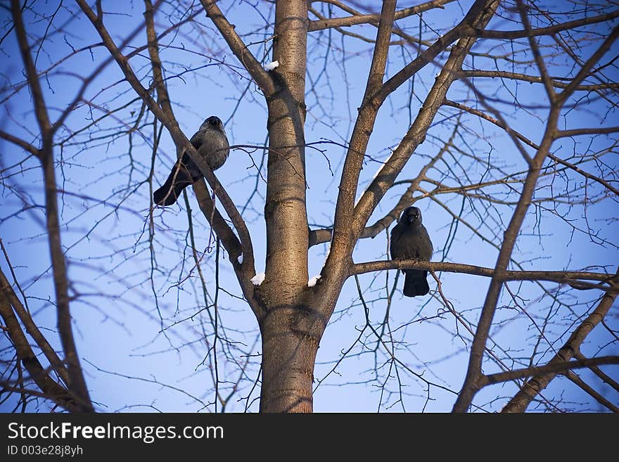 Jackdaws Talk