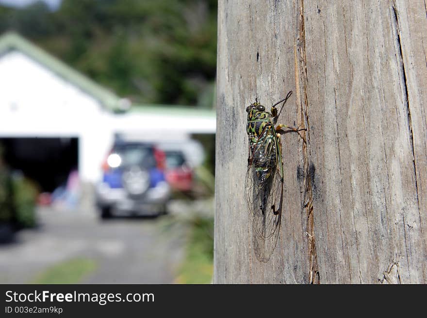 Cicada