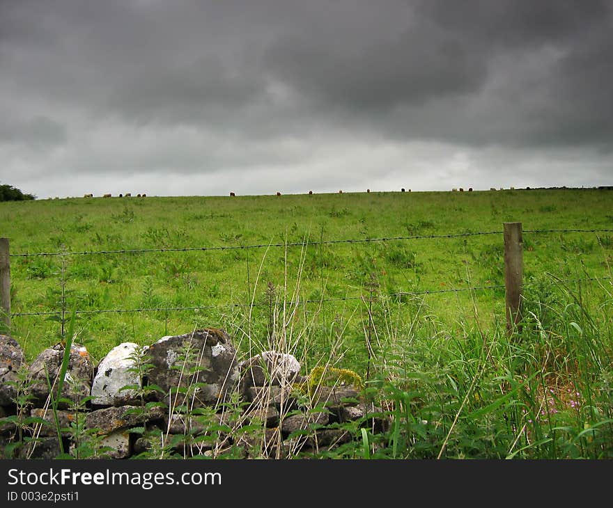 Irish Field