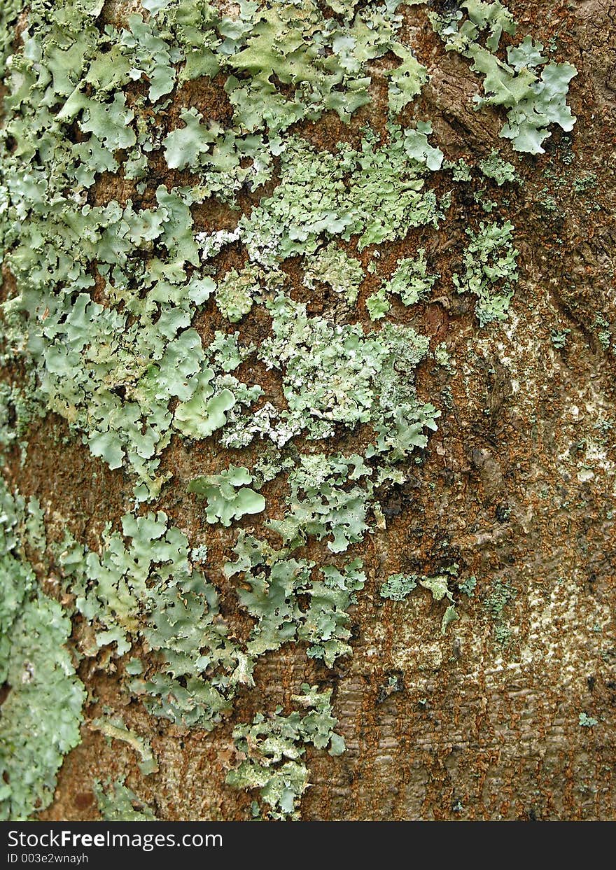 Trunk with moss