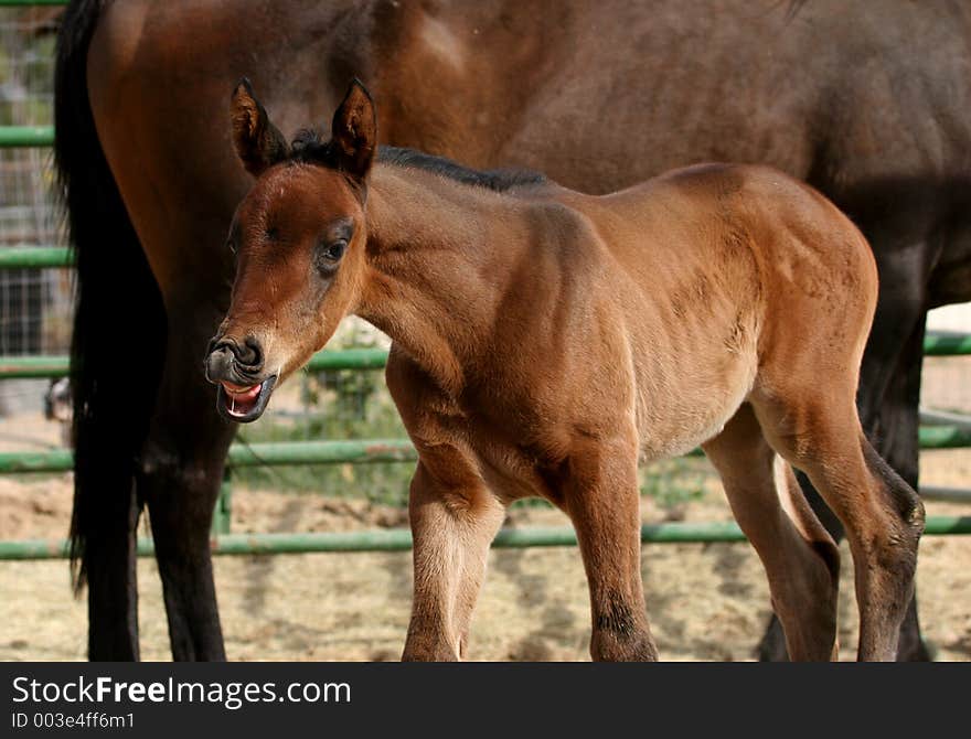 Young foal similing. Young foal similing