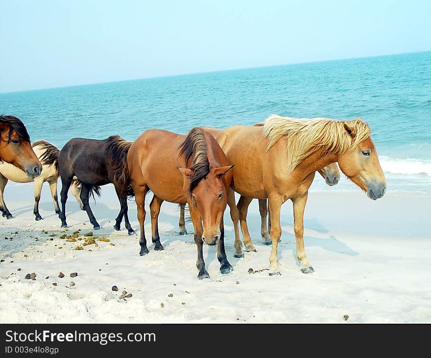 Wild ponies on Assateague Island, Maryland. Wild ponies on Assateague Island, Maryland