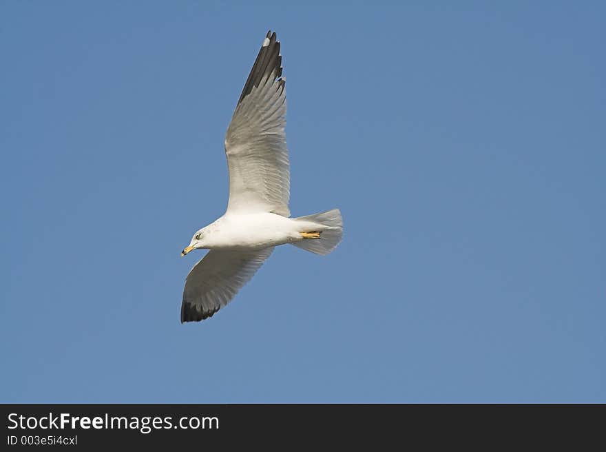 Blue Sky Seagull