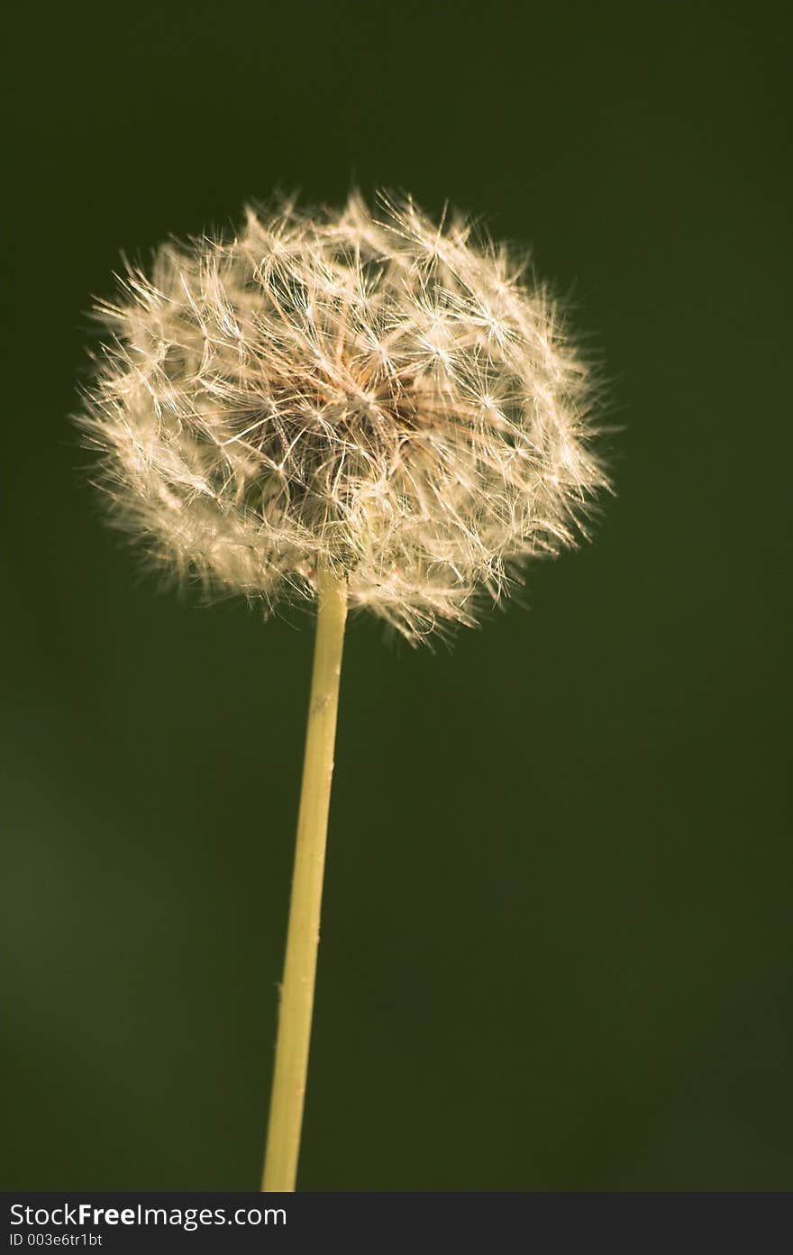 Seed of dandelion. Seed of dandelion