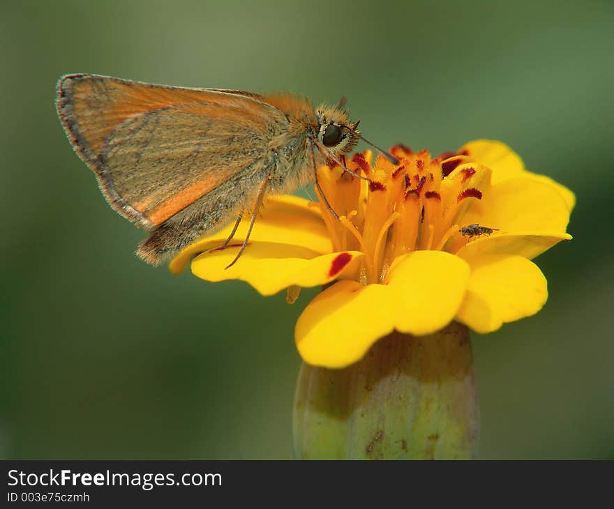 The Butterfly Of Family Hesperiidae On A Flower.