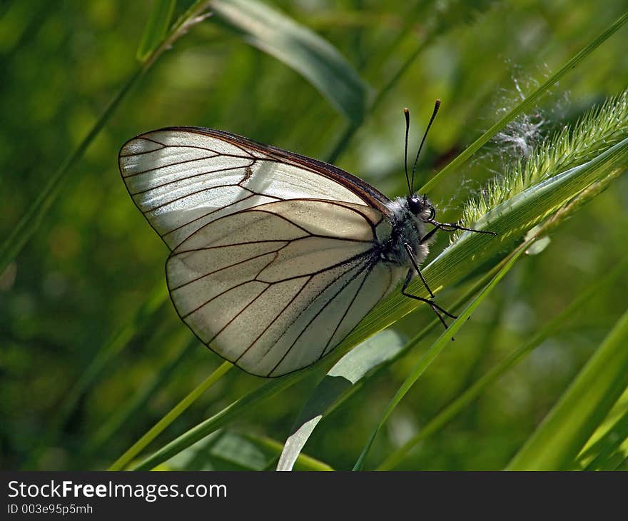 The butterfly widespread, but meets seldom. The photo is made in Moscow areas (Russia). Original date/time: 2004:06:30 10:48:14. The butterfly widespread, but meets seldom. The photo is made in Moscow areas (Russia). Original date/time: 2004:06:30 10:48:14.