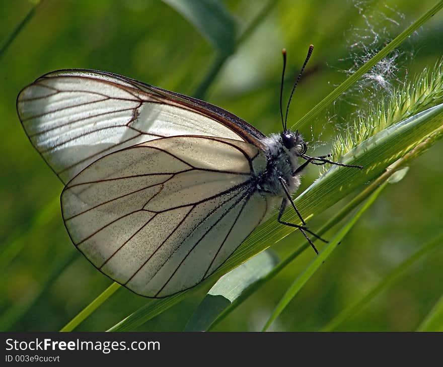 The butterfly widespread, but meets seldom. The photo is made in Moscow areas (Russia). Original date/time: 2004:06:30 10:48:21. The butterfly widespread, but meets seldom. The photo is made in Moscow areas (Russia). Original date/time: 2004:06:30 10:48:21.