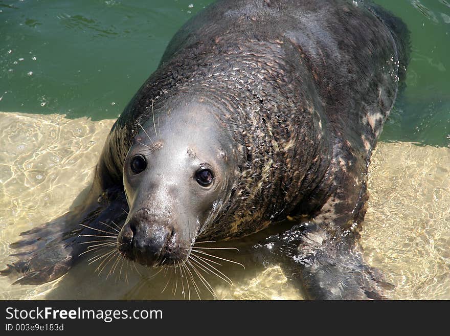 An old seal at pool side.