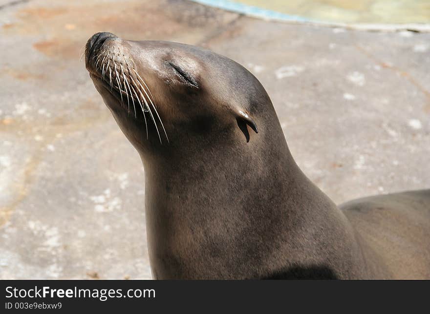 Sealion