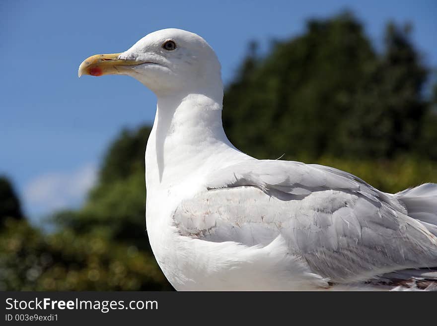 Seagull Resting