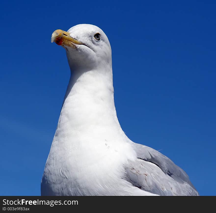 Seagull close-up