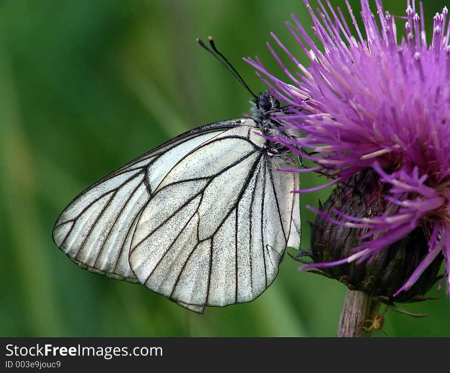 The butterfly widespread, but meets seldom. The photo is made in Moscow areas (Russia). Original date/time: 2004:07:07 10:34:56. The butterfly widespread, but meets seldom. The photo is made in Moscow areas (Russia). Original date/time: 2004:07:07 10:34:56