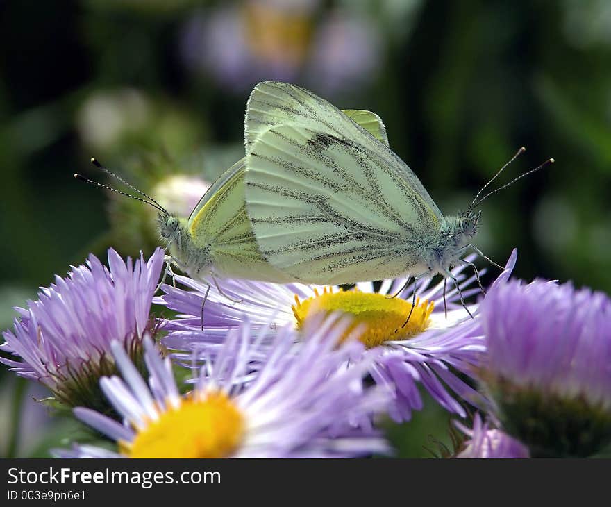 Pieris Napi.