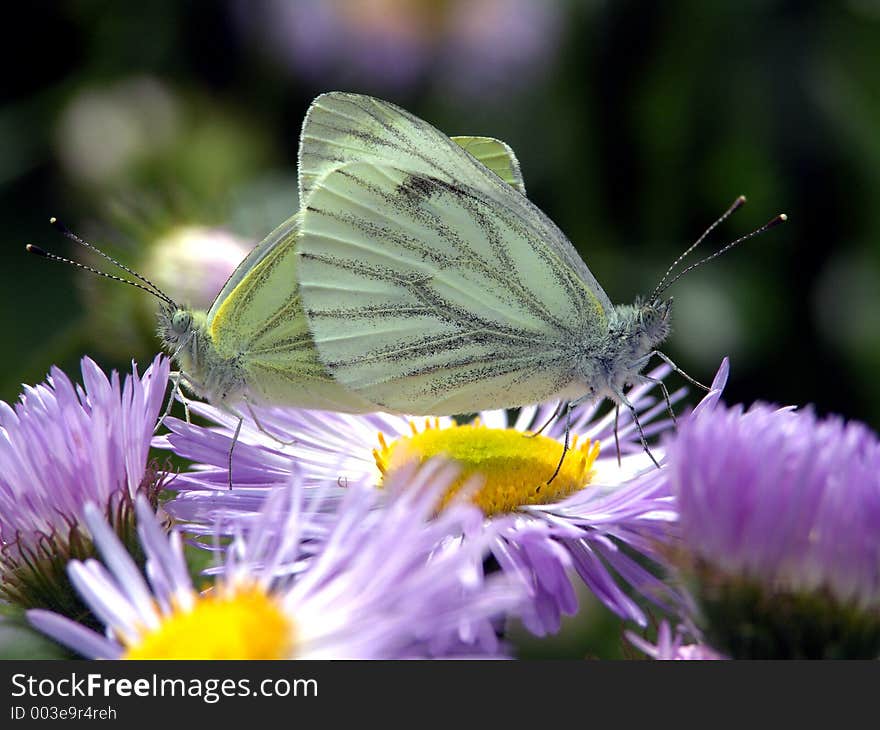 Pieris Napi.