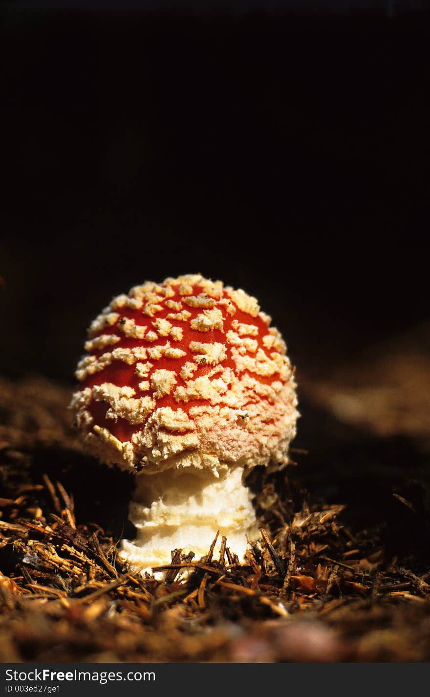 Little mushroom