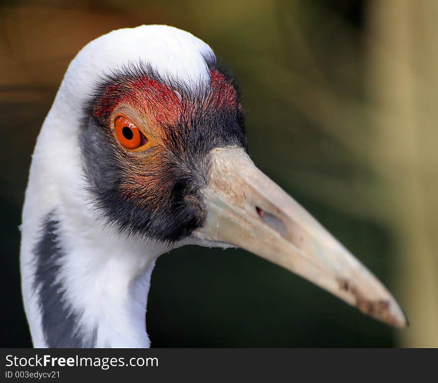 Close up of a colorful crane. Great detail of head and beak. Close up of a colorful crane. Great detail of head and beak.