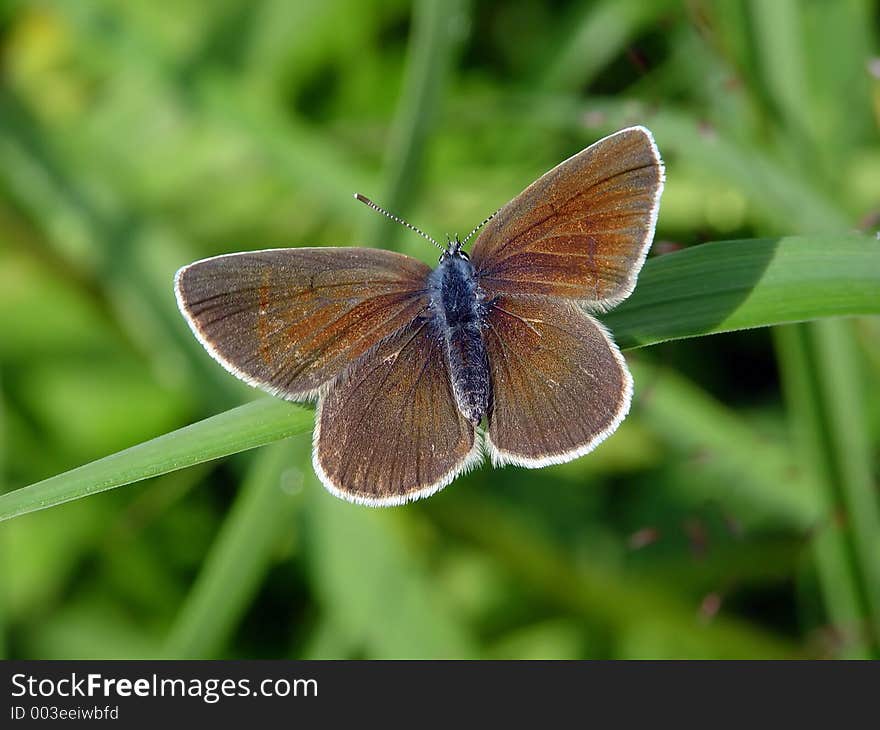 Polyommatus bellargus.