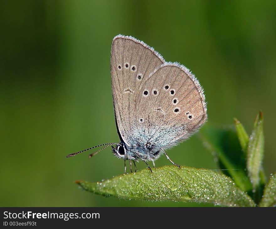 The small modest butterfly, meets on glades. The photo is made in Moscow areas (Russia). Original date/time: 2003:07:19 20:15:22. The small modest butterfly, meets on glades. The photo is made in Moscow areas (Russia). Original date/time: 2003:07:19 20:15:22.