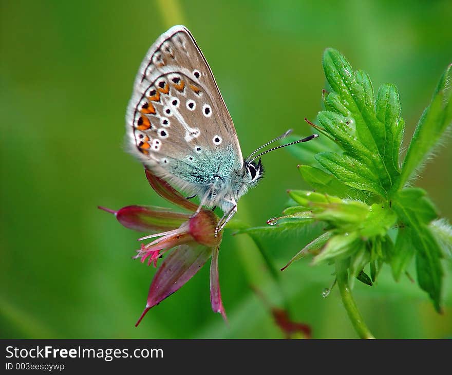 The beautiful small butterfly. Meets on glades in a wood and on a meadow. The photo is made in Moscow areas (Russia). Original date/time: 2002:06:25 08:22:50. The beautiful small butterfly. Meets on glades in a wood and on a meadow. The photo is made in Moscow areas (Russia). Original date/time: 2002:06:25 08:22:50.