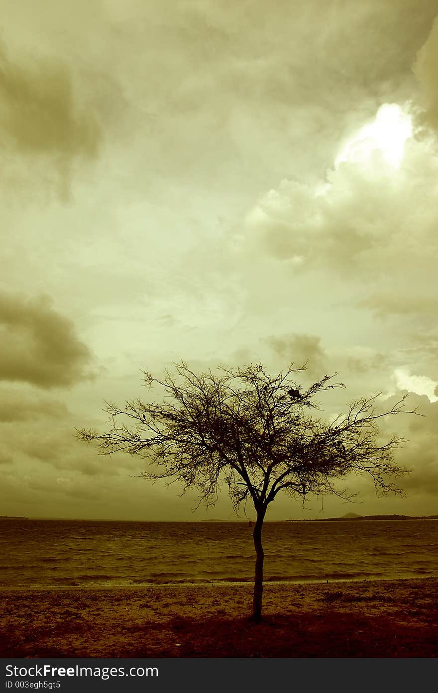 Tree By The Sea