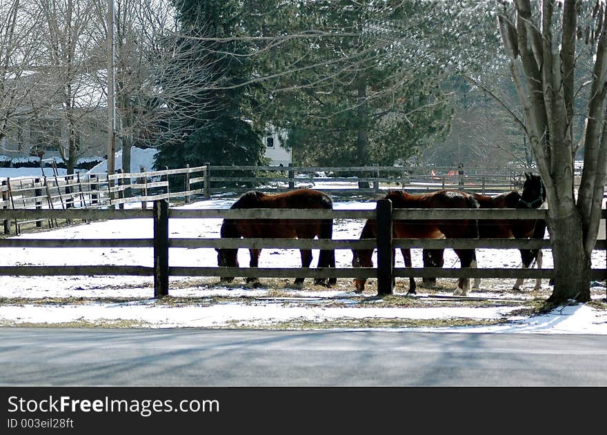 Horses In Corral