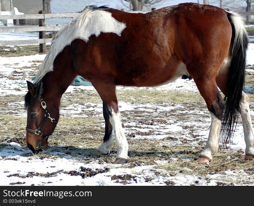 Pinto horse on farm. Clarence,New York