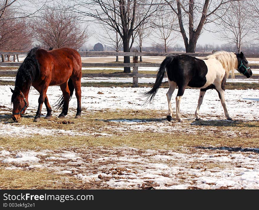 Two horses in corral opposite directions.brown and blacka nd white pinto.