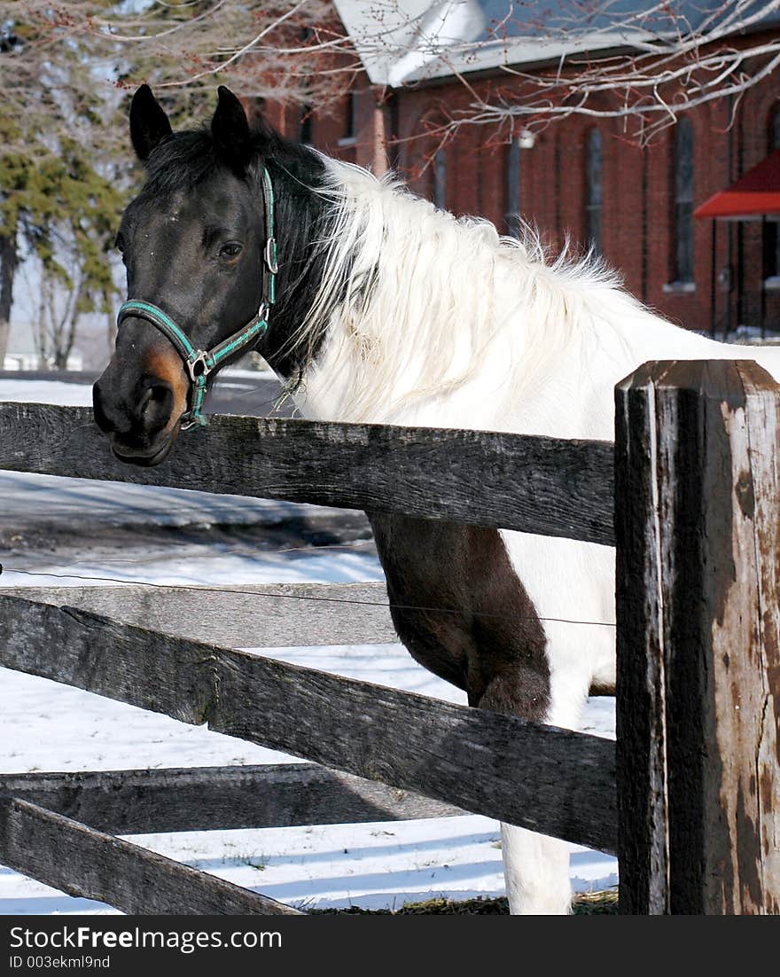 Black and white pinto on farm in winter