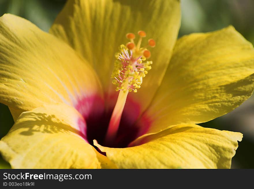 Yellow and red flower. Yellow and red flower