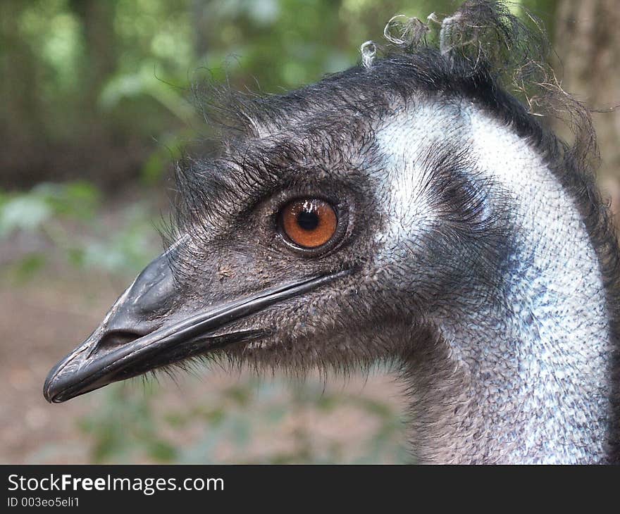 Head of a cassuary, an Australian bird