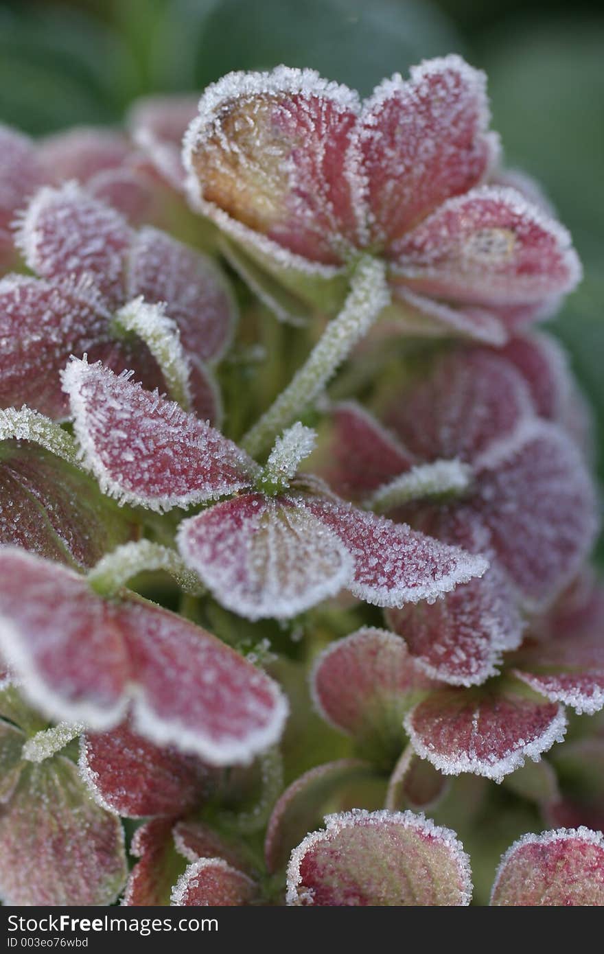 Frosty pink leaves with little ice crystals. Frosty pink leaves with little ice crystals