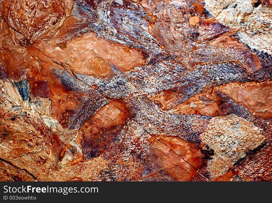 Limestone with fossils of fishes