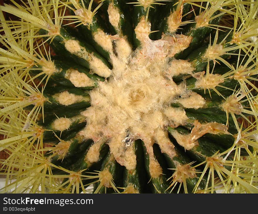 Golden cage Cactus abstract