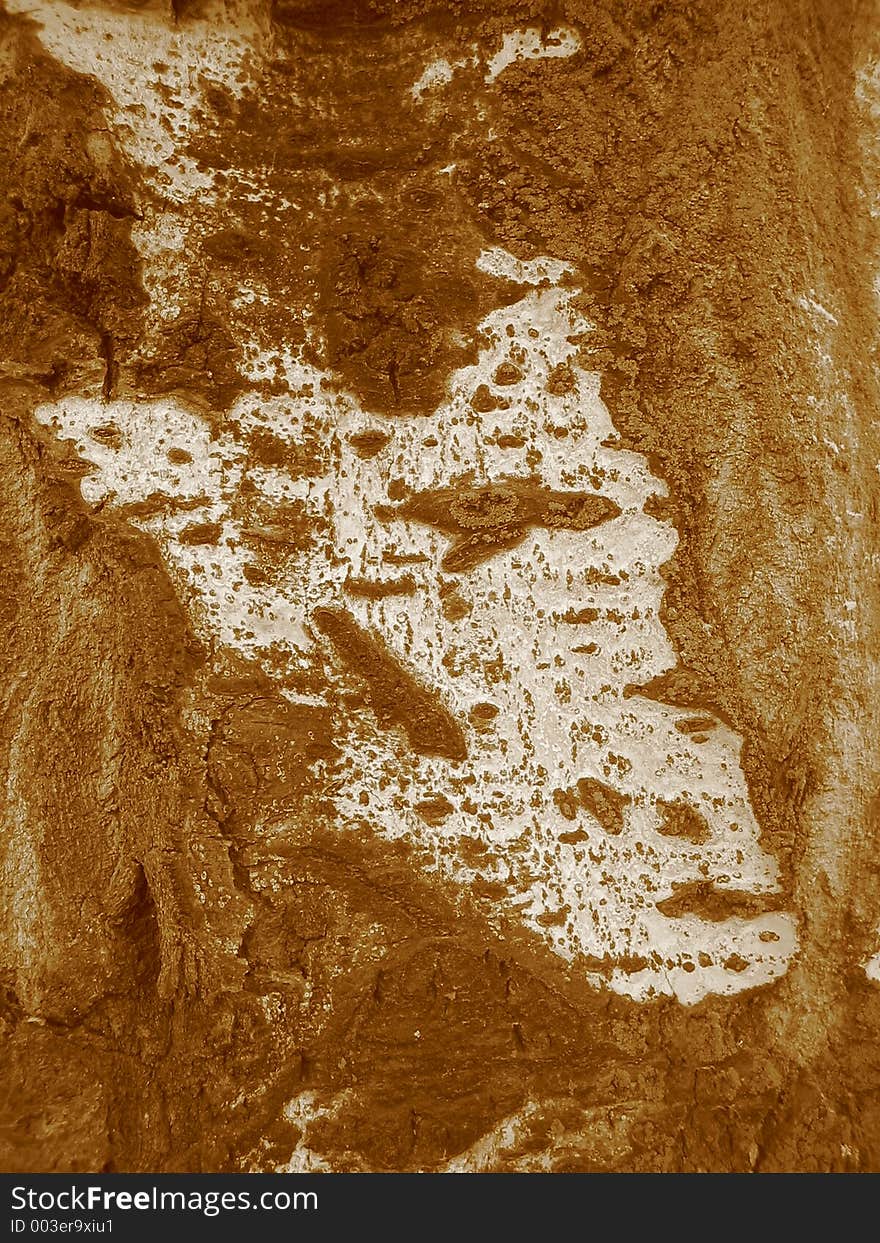 Close-up, macro set and sepia of the tree bark of a black poplar. Close-up, macro set and sepia of the tree bark of a black poplar.