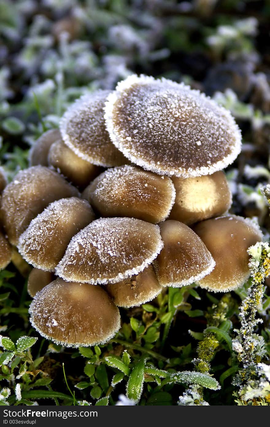 Frosted Wild Mushrooms