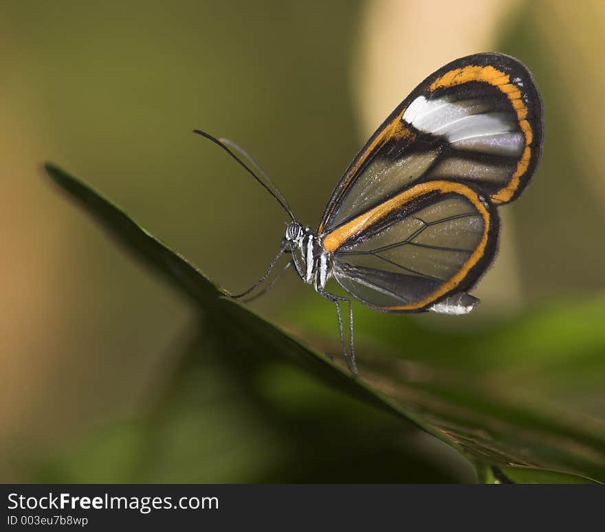 Orange,Black and white butterfly, Bolivia,Heath, River. Orange,Black and white butterfly, Bolivia,Heath, River