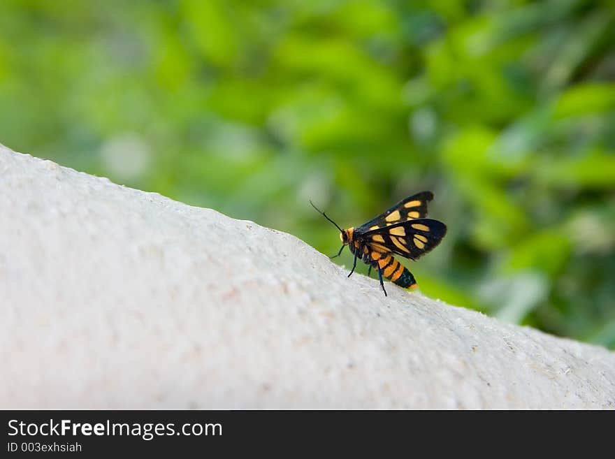 Beautiful winged insect taking a break. Short DOF. Beautiful winged insect taking a break. Short DOF.