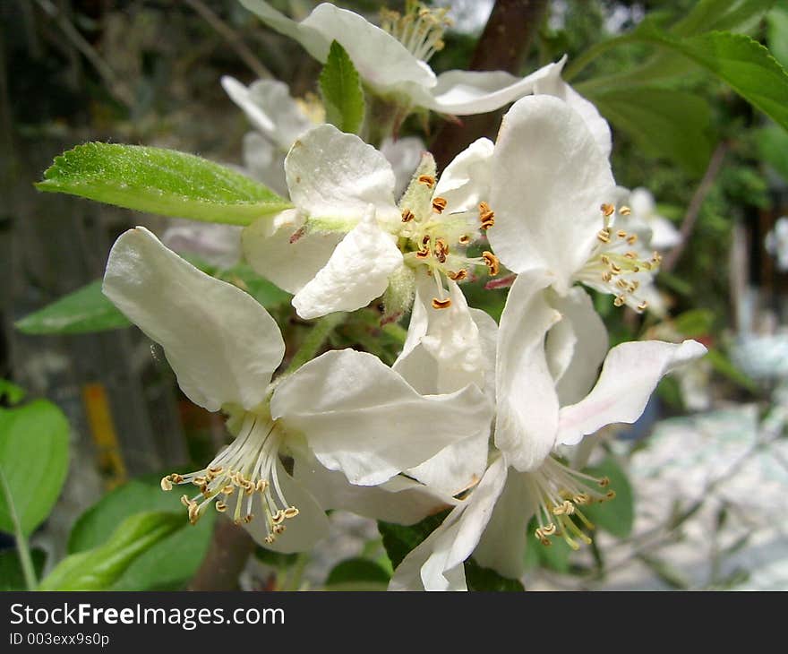 White flowers in my garden. White flowers in my garden