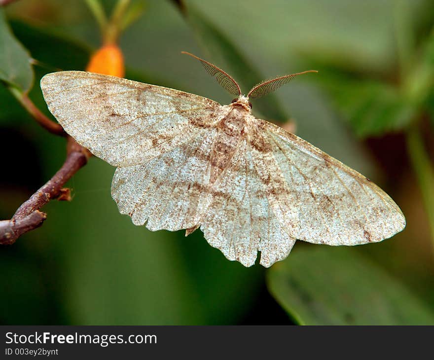 the Butterfly is photographed in the Moscow area, in a wood. Original date/time: 2005:06:17 10:32:35. the Butterfly is photographed in the Moscow area, in a wood. Original date/time: 2005:06:17 10:32:35.