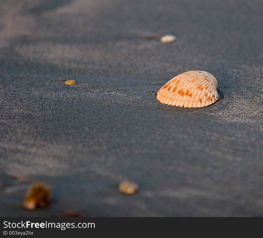 Seashell