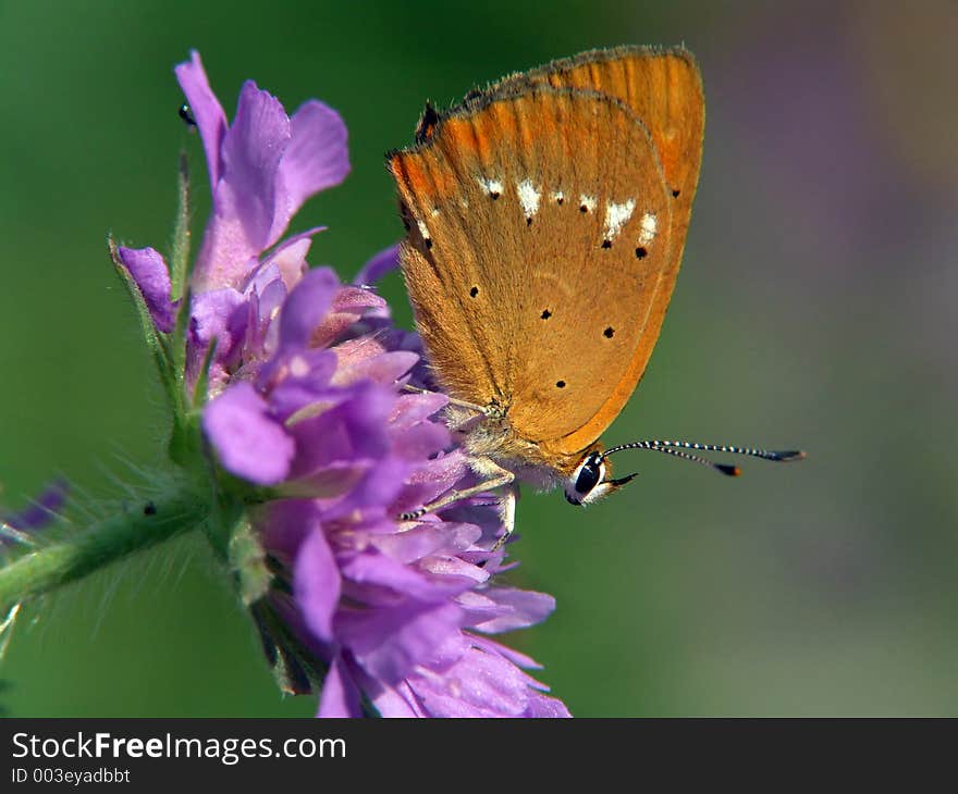 Lycaena virgaureae.