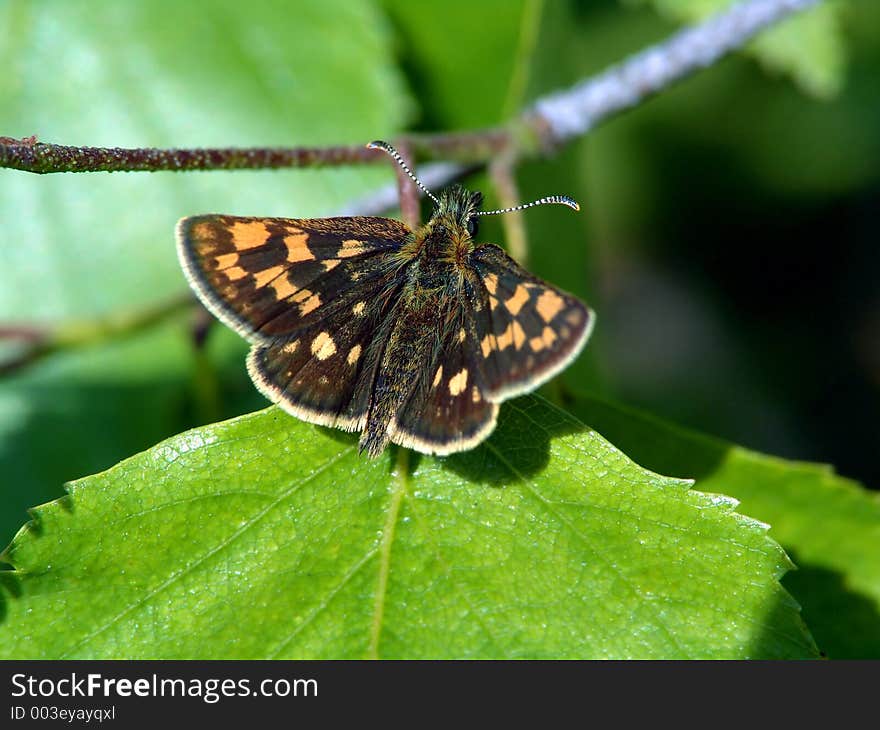 Butterfly Carterocephalus palaemon.