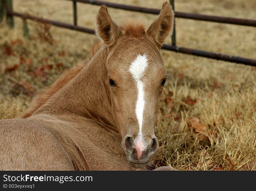 Newborn palomino foal, one day old, lying in brown winter grass and leaves, corral in background.