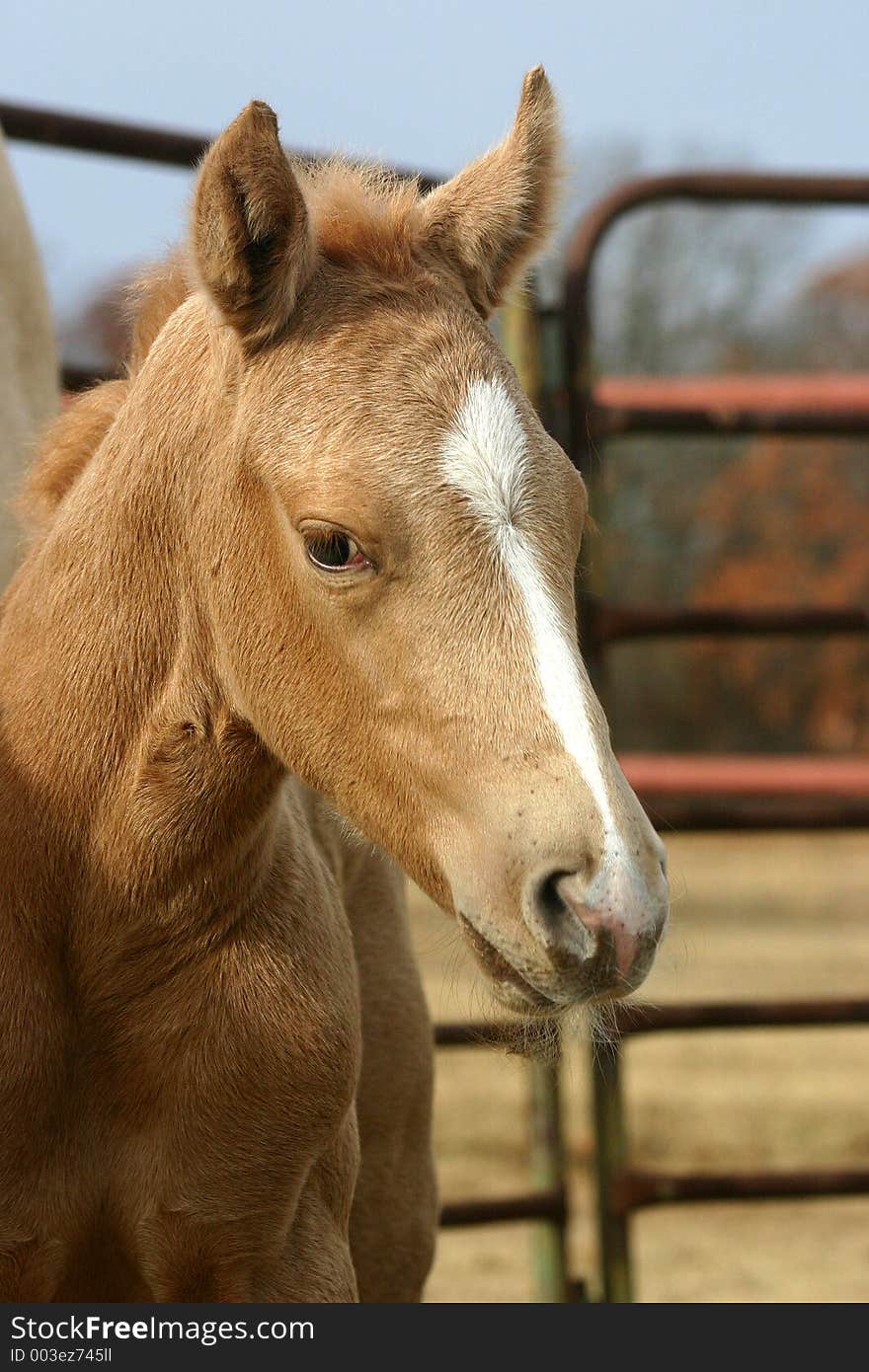 Newborn palomino foal, head shot, one day old with corral in background, early morning sunshine. Newborn palomino foal, head shot, one day old with corral in background, early morning sunshine