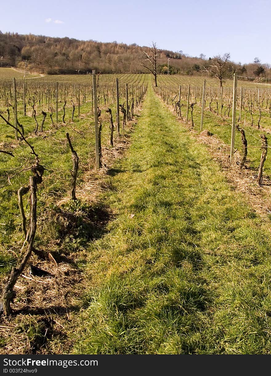 Winter Vines