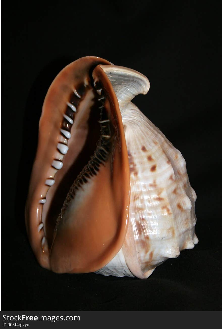 Shell4