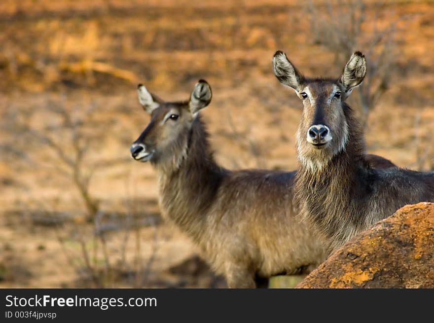 Two Female Waterbucks