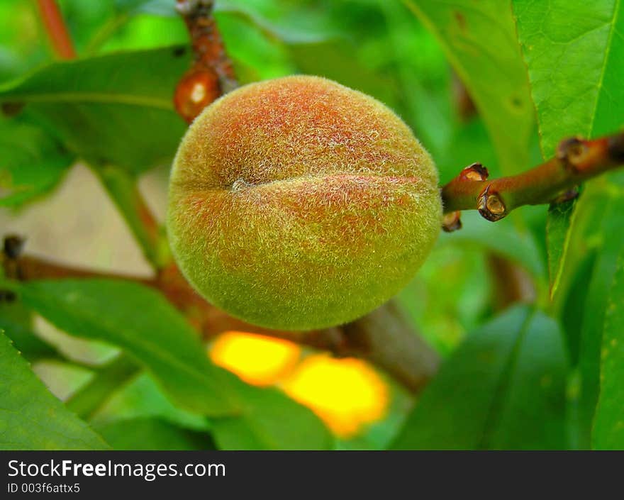 Small unripe peach